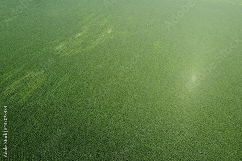 Extensive corn fields, top view. Green farm fields, landscape.