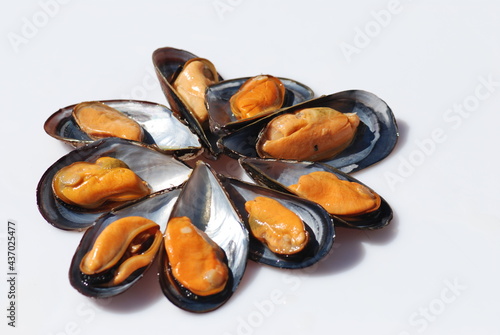 MEJILLONES GALLEGOS, MYTILUS GALLOPROVINCIALIS