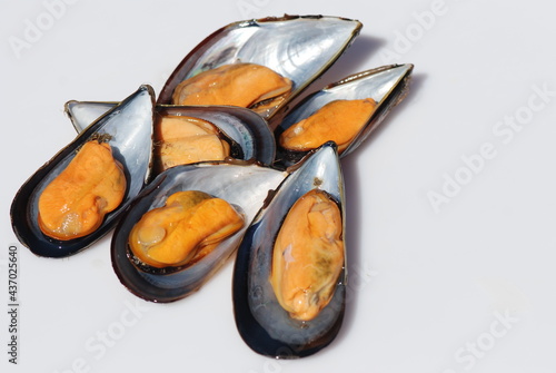 MEJILLONES GALLEGOS, MYTILUS GALLOPROVINCIALIS