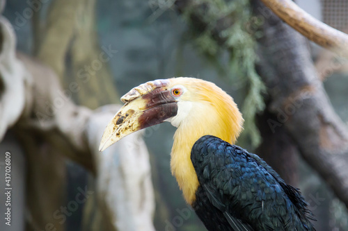 Papuan rhinoceros bird (Latin: Rhyticeros plicatus) with a large nose sits on a tree branch against a background of tropical trees. Birds ornithology wildlife. photo