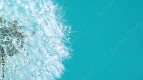 Beautiful dew drops on a dandelion seed macro. Beautiful soft background. Water drops on a parachutes dandelion. Copy space. soft focus on water droplets. circular shape  abstract background