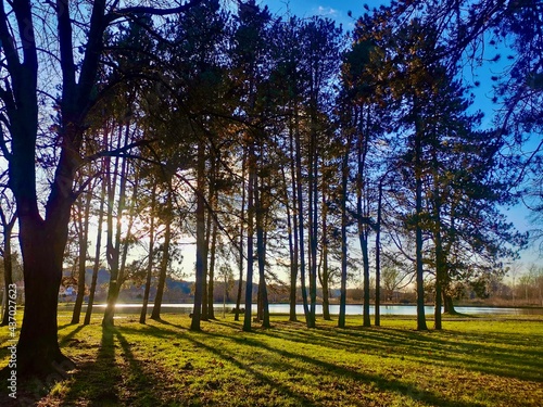 trees and lake green