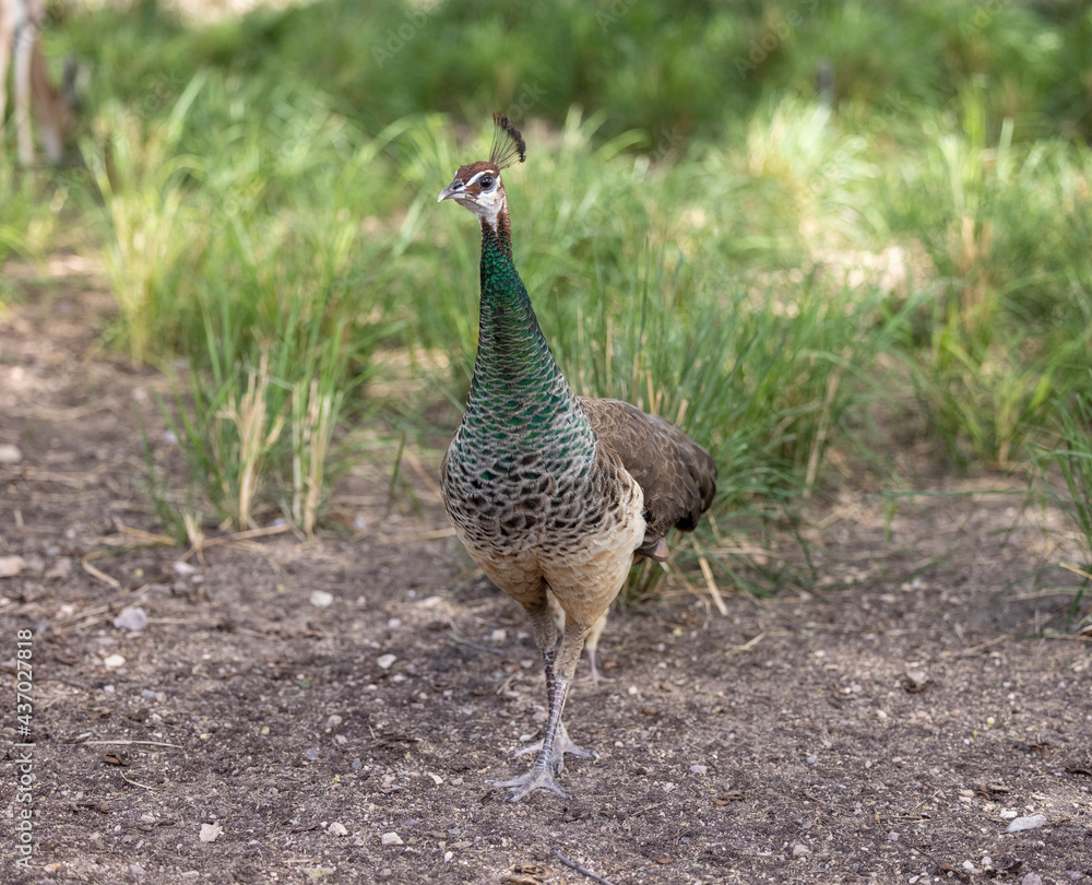 Peacock peahen in wildlife conservation park in Abu Dhabi, United Arab Emirates Peacock peahen in wildlife conservation park in Abu Dhabi, United Arab Emirates