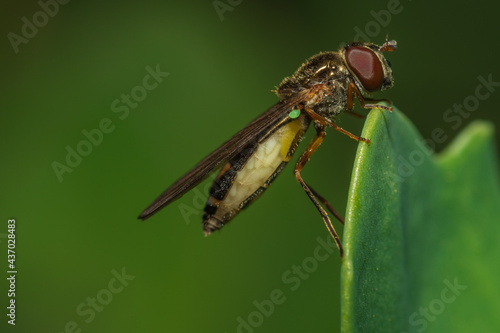 Hoverfly carrying eggs inside her