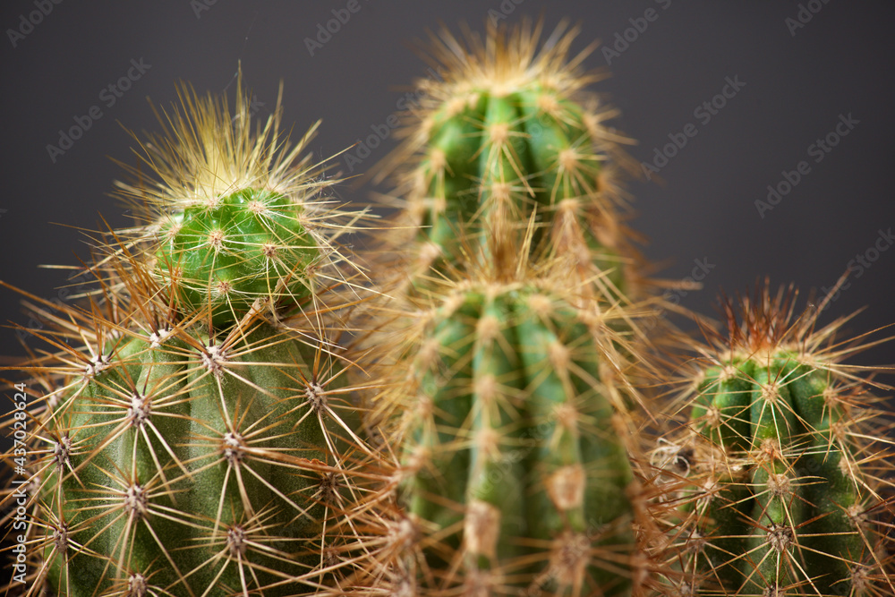 Cactus close up