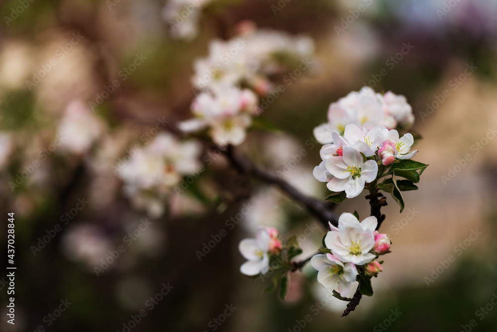 Orchard. Nature background Orchard. Nature background