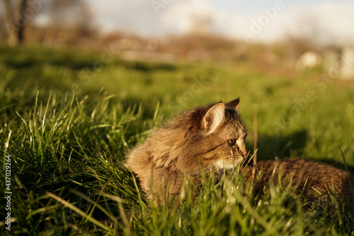 cat in the grass
