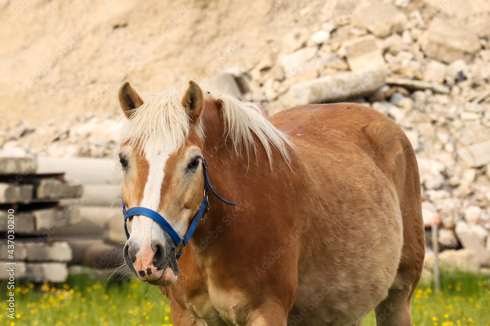 Fototapeta premium portrait of a horse in field