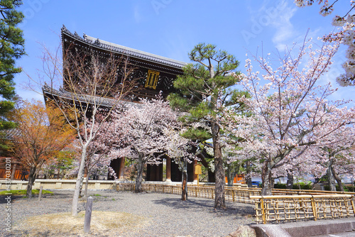 Cherry blossoms at Konkaikomyo-ji Temple, Kyoto Pref. Japan	
 photo