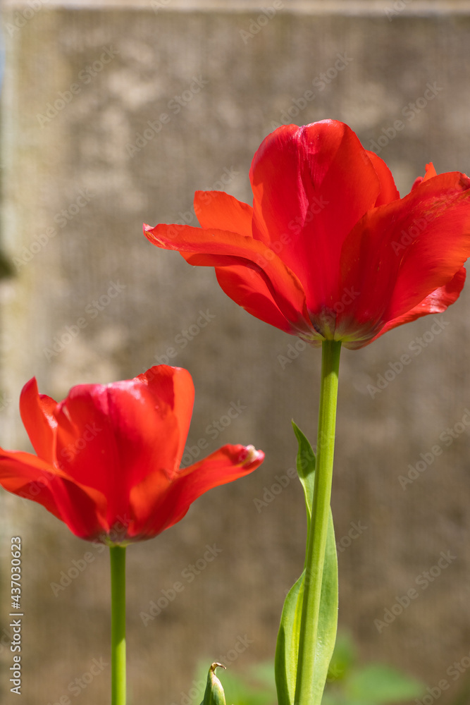 red tulips