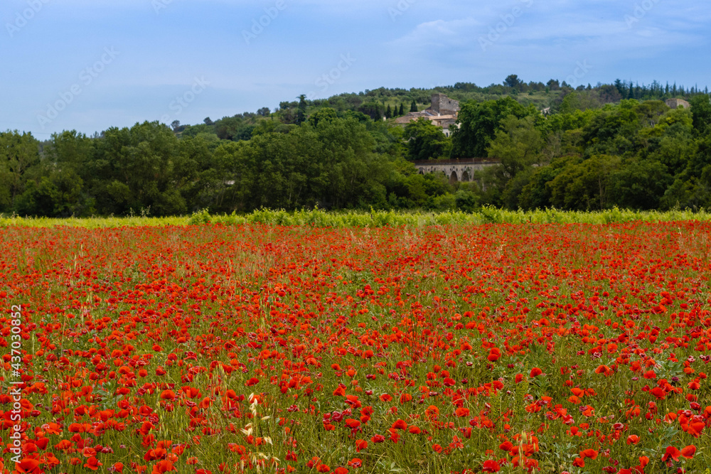 field of red flowers in France