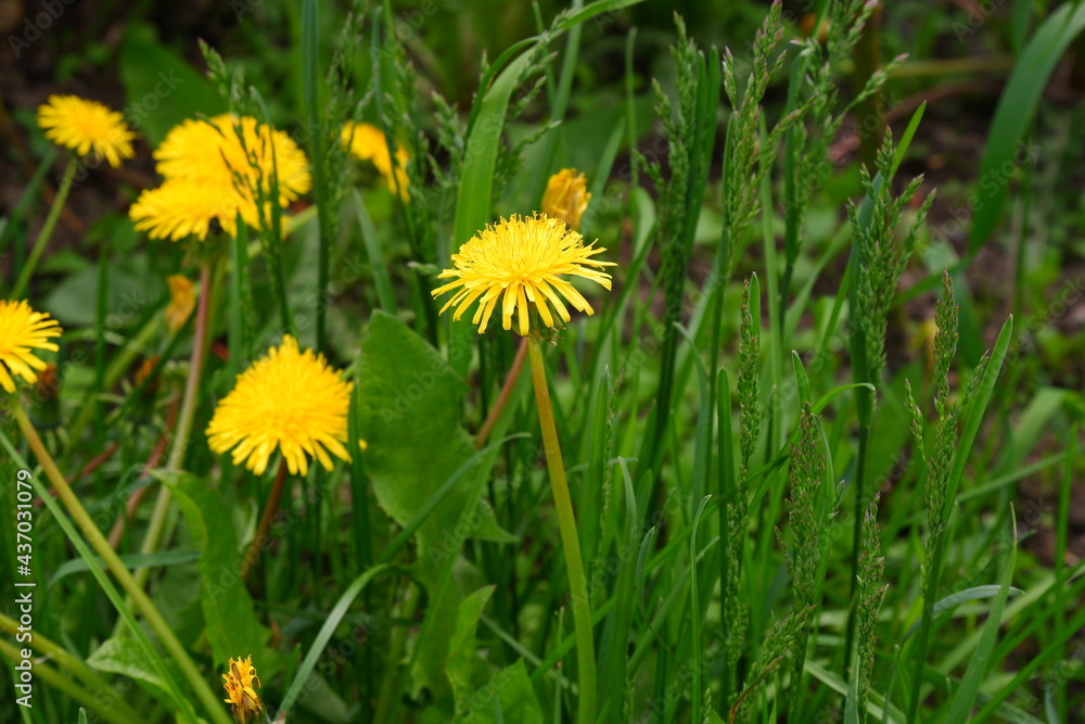 Yellow dandelions. Flowers grow in the park. Yellow dandelions. Flowers grow in the park.