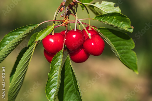 Close up of fresh ripe juicy red cherries on the tree 