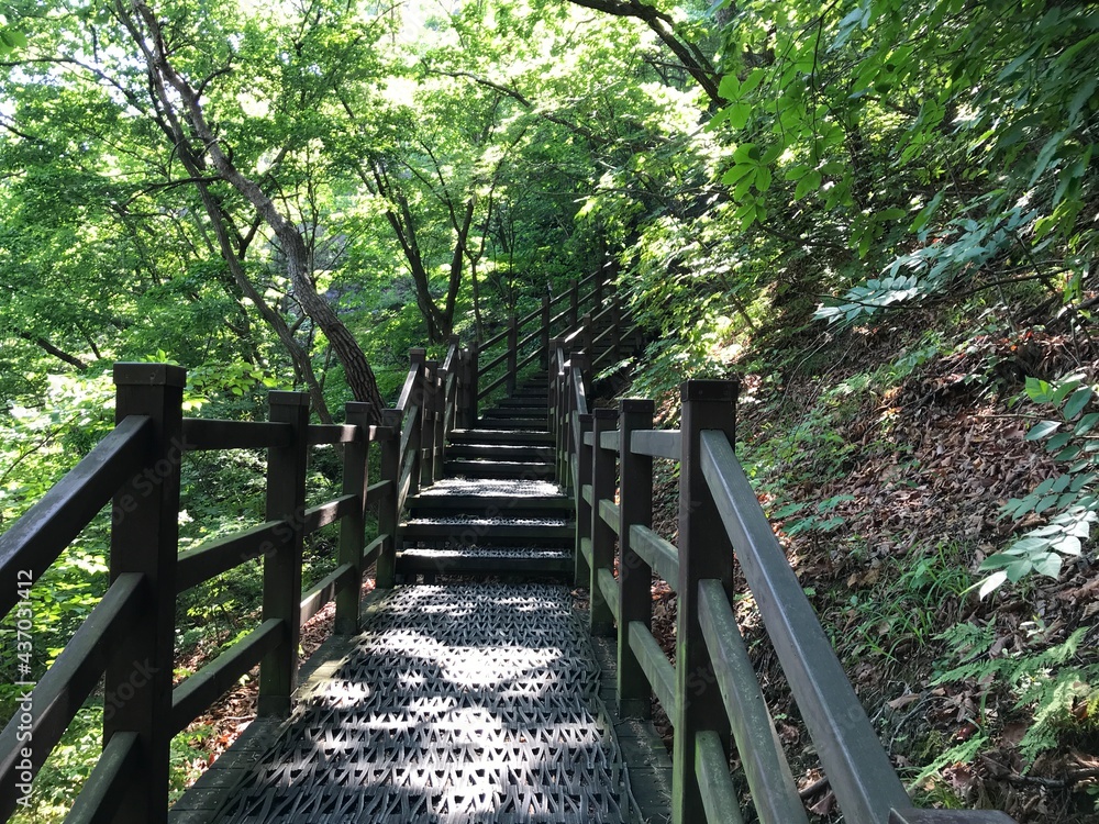 A wooden staircase at the entrance of the hiking trail.
