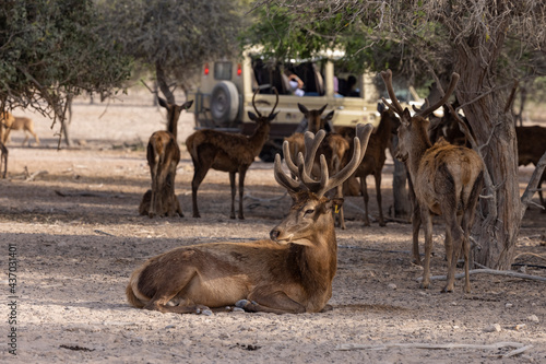 Fototapeta Naklejka Na Ścianę i Meble -  Indian Red Deer at a wildlife conservation park in Abu Dhabi, United Arab Emirates