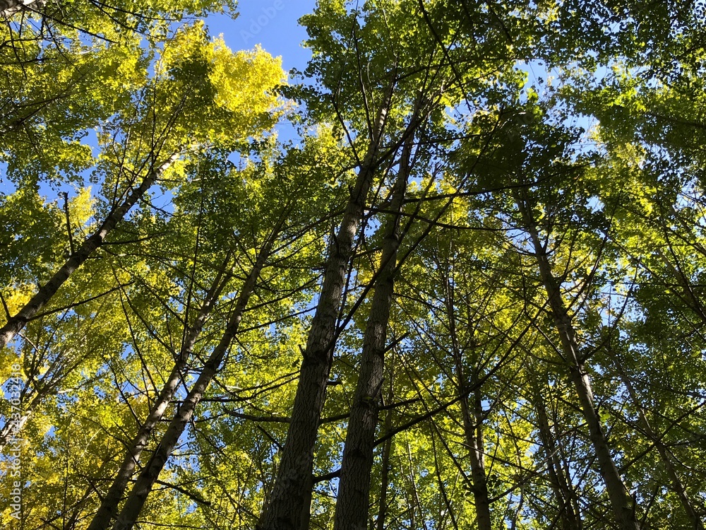 A forest road full of tall trees. A forest road full of tall trees.