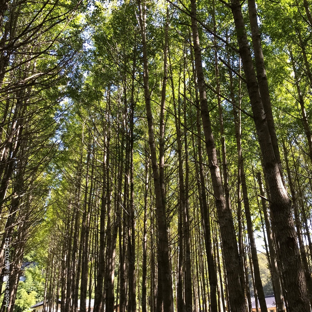 A forest road full of tall trees. A forest road full of tall trees.