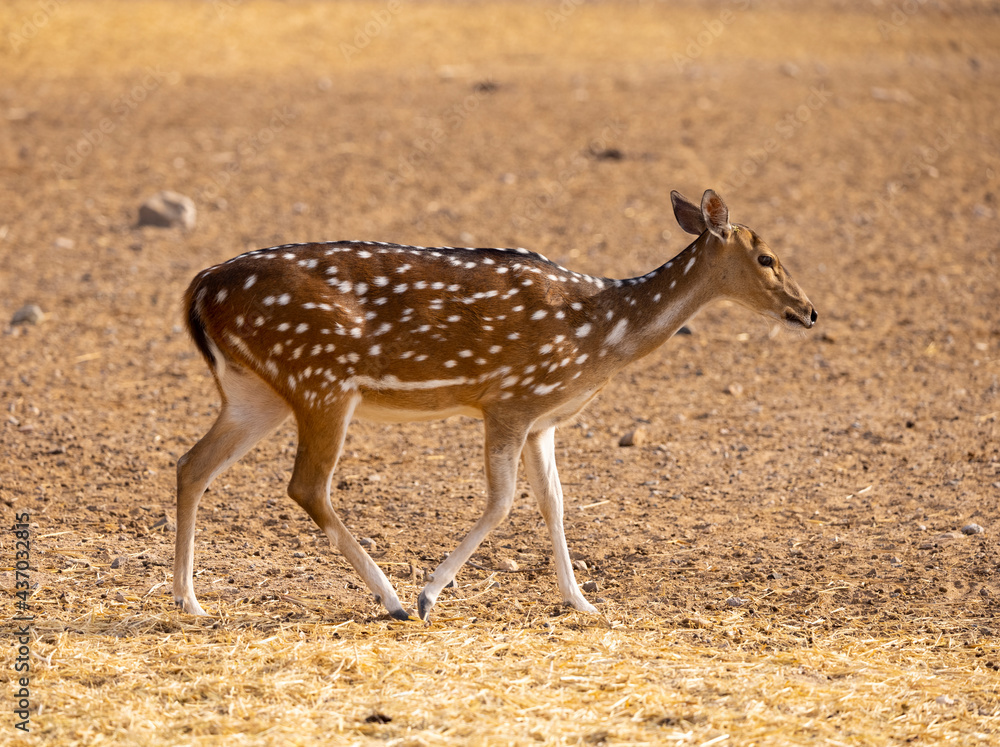 Chital Indian Spotted Deer at a wildlife conservation park in Abu Dhabi, United Arab Emirates Chital Indian Spotted Deer at a wildlife conservation park in Abu Dhabi, United Arab Emirates