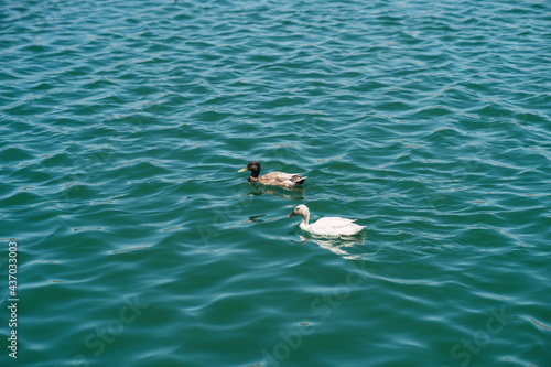 Bandada de patos y otras aves en un estanque de agua frente a edificio a pleno sol