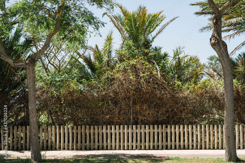 Calle sin transeúntes con valla de madera y arboles Calle sin transeúntes con valla de madera y arboles