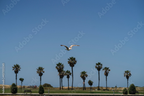 Gaviota volando en zona de urbanización con palmeras de fondo en un dia soleado © MiguelAngelJunquera