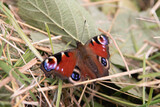 Peacock butterfly in grass in Scotland. Beautiful colorful butterfly. Focus on the centre of the insect.