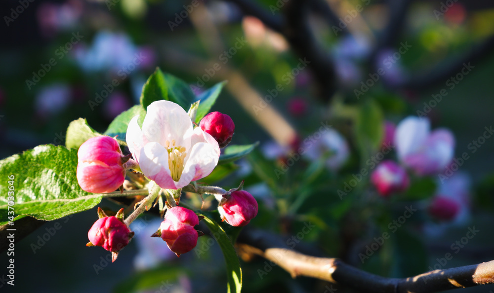Obraz premium Blooming apple tree. Apple-tree flowers in sunbeams close-up. Gardening.