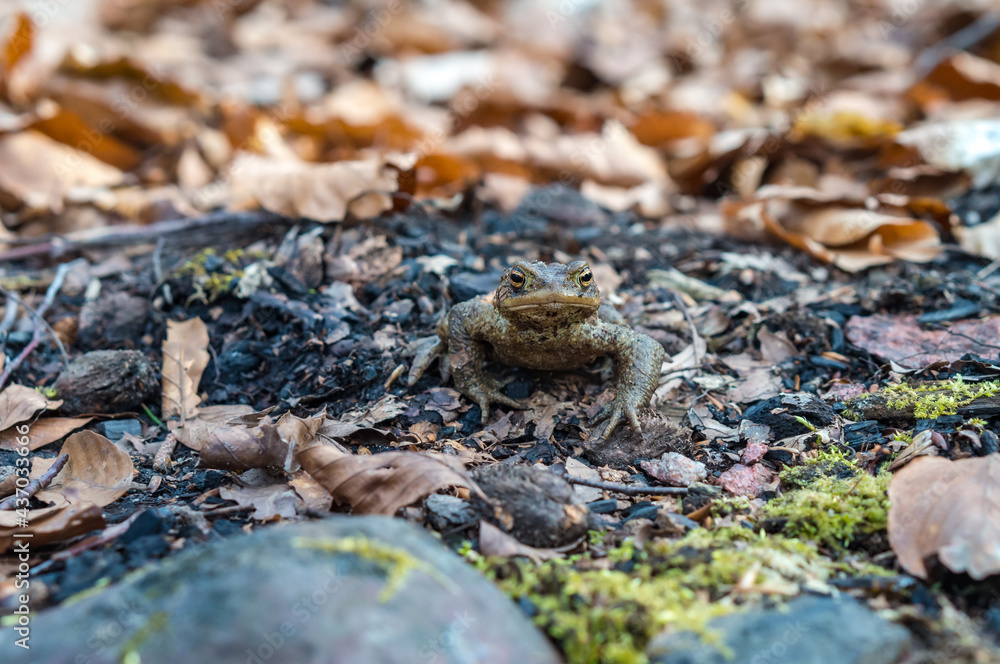 Forest Toad. A frog in the woods. Amphibian jumping through the woods. The toad moves to the lake.