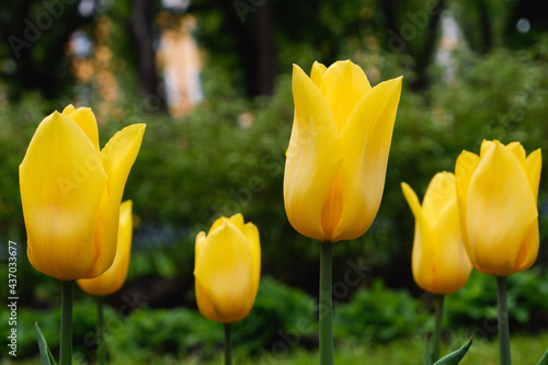 Gardening. Yellow beautiful tulips blooming in a green garden.