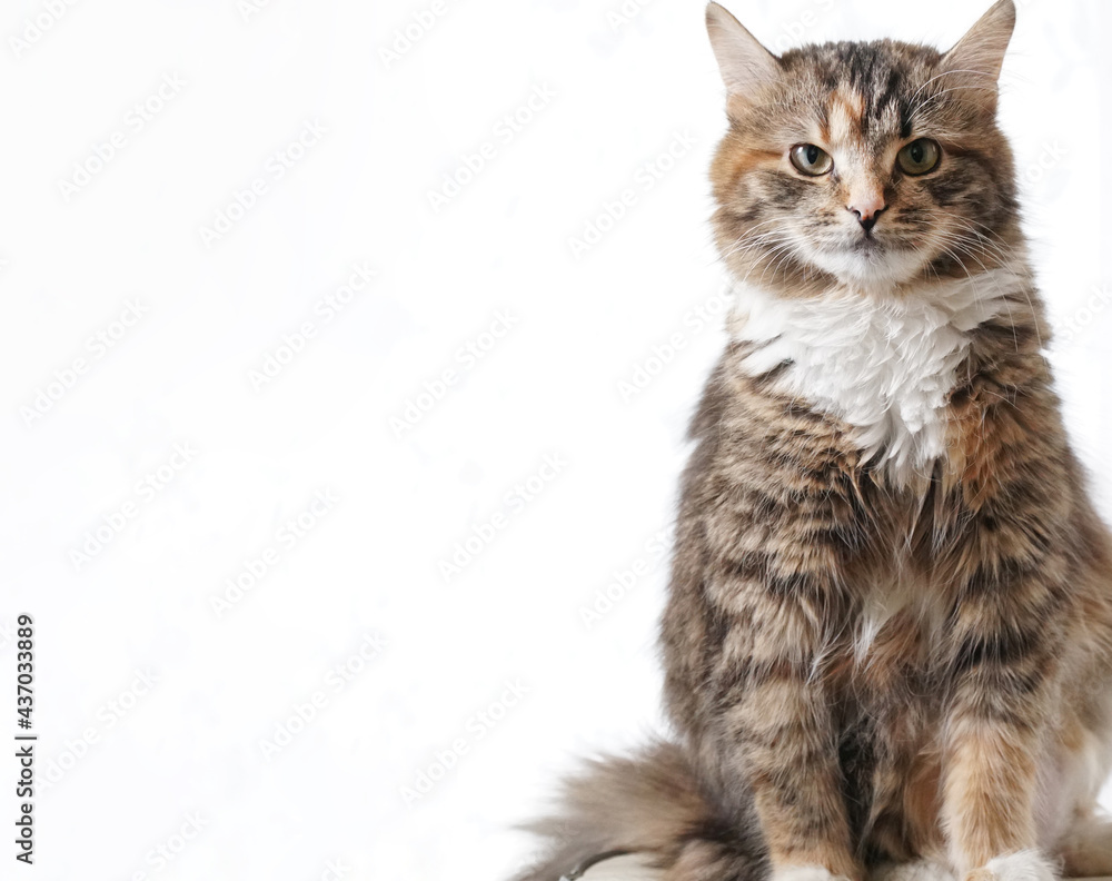 Obraz premium cat on a white background