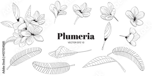 Plumeria flower  and leaves isolated. For banners, logo, cards, posters, template. Vector. Hand drawn.
