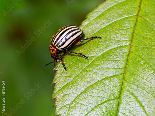 The Colorado beetle. This is the main enemy of potato fields. It is an insect of the leaf beetle family. The back of the adult beetle has a bright yellow-orange hue, black stripes on the wings.