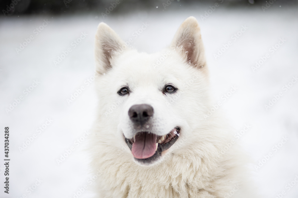 Adorable White Swiss Shepherd dog sitting on snowy ground Adorable White Swiss Shepherd dog sitting on snowy ground