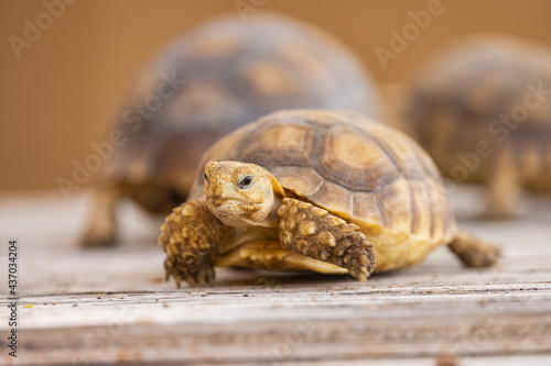 Egyptian tortoise in a wildlife conservation park, Abu Dhabi, United Arab Emirates © hyserb