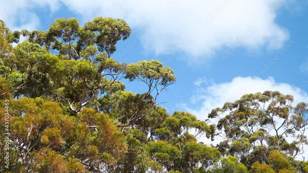 Kangaroo Island trees in Australia Kangaroo Island trees in Australia