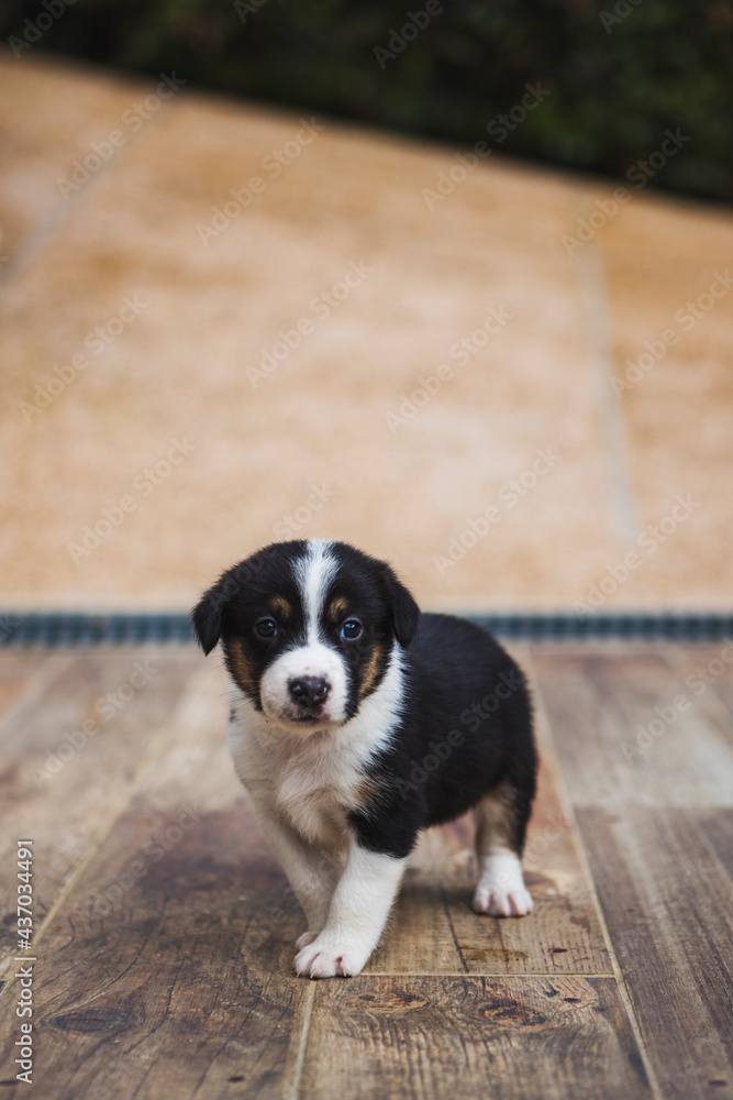 Charming Border Collie puppy playing on parquet Charming Border Collie puppy playing on parquet
