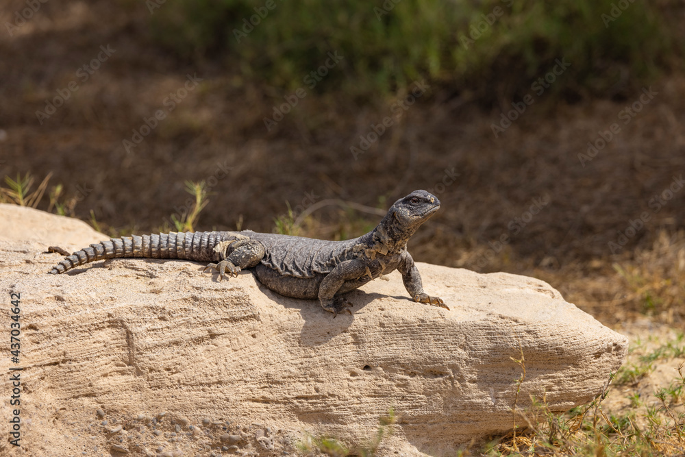 Uromastyx lizard, also known as a Dabb lizard, sun bathing in a wildlife nature reserve, Abu Dhabi Uromastyx lizard, also known as a Dabb lizard, sun bathing in a wildlife nature reserve, Abu Dhabi