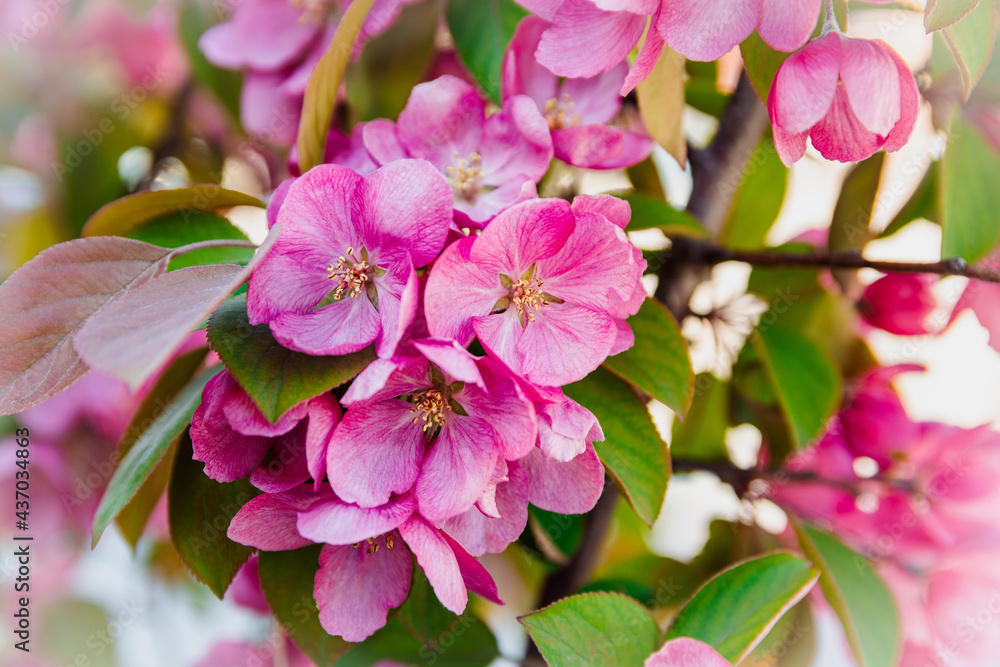 Large flowers with pink petals and yellow stamens bloomed on the apple trees. The apple tree branch blooms with pink flowers Large flowers with pink petals and yellow stamens bloomed on the apple trees. The apple tree branch blooms with pink flowers