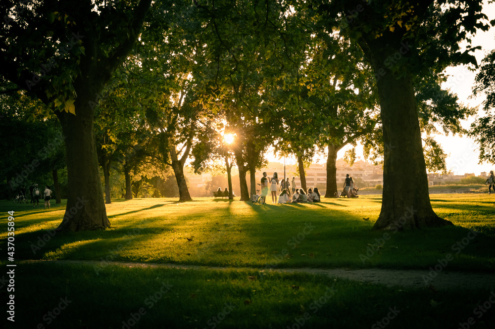 Fototapeta premium landscape of a summer sunset in a beautiful green park 