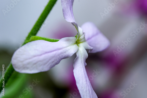 Blooming night violet or mattiola photo