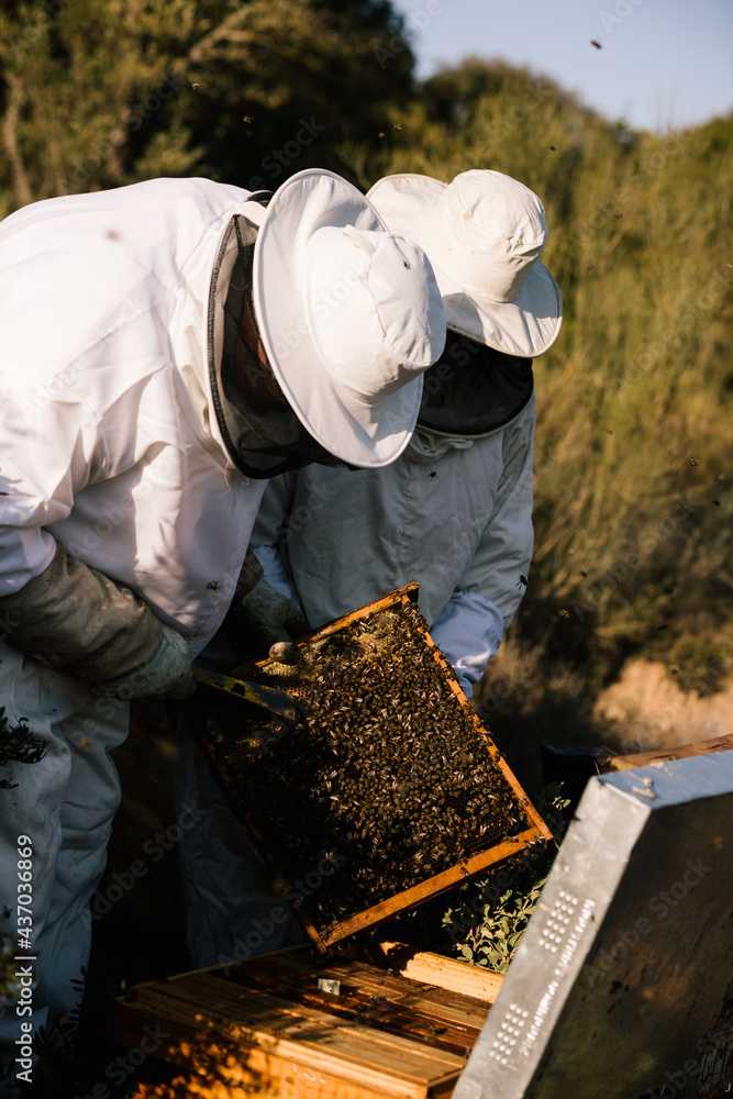 Beekeepers working together in apiary Beekeepers working together in apiary