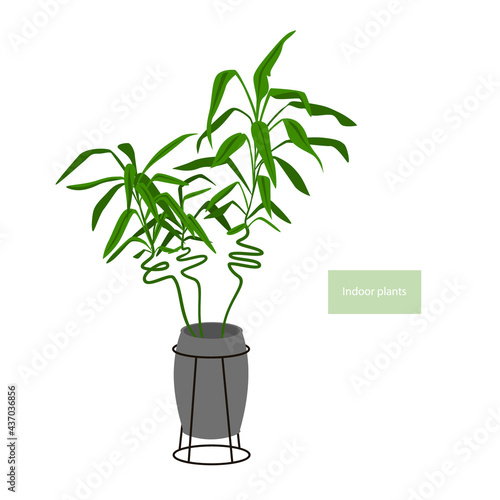lucky bamboo plant in a pot with metal plant stand holder vector illustration