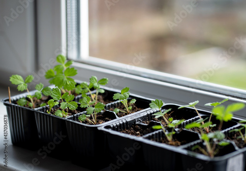 Strawberry seedlings in a plastic container on the windowsill
