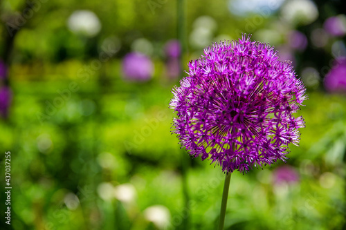 Purple onion flower in a garden. Blurry background  soft focus. copy space for your text. 