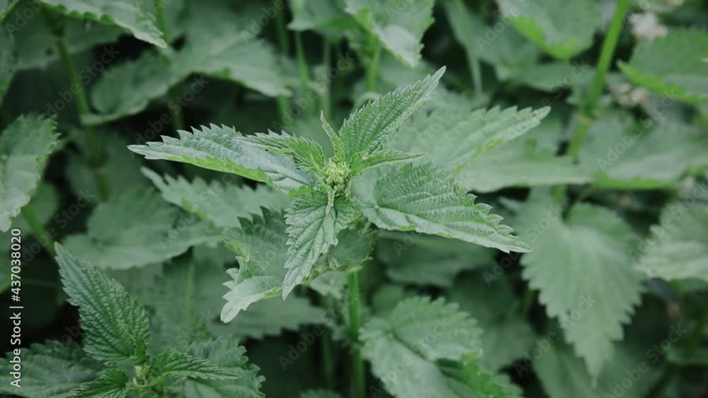 Nettle with fluffy green leaves. Background Plant nettle grows in the ground. Nettle on a natural background Nettle with fluffy green leaves. Background Plant nettle grows in the ground. Nettle on a natural background