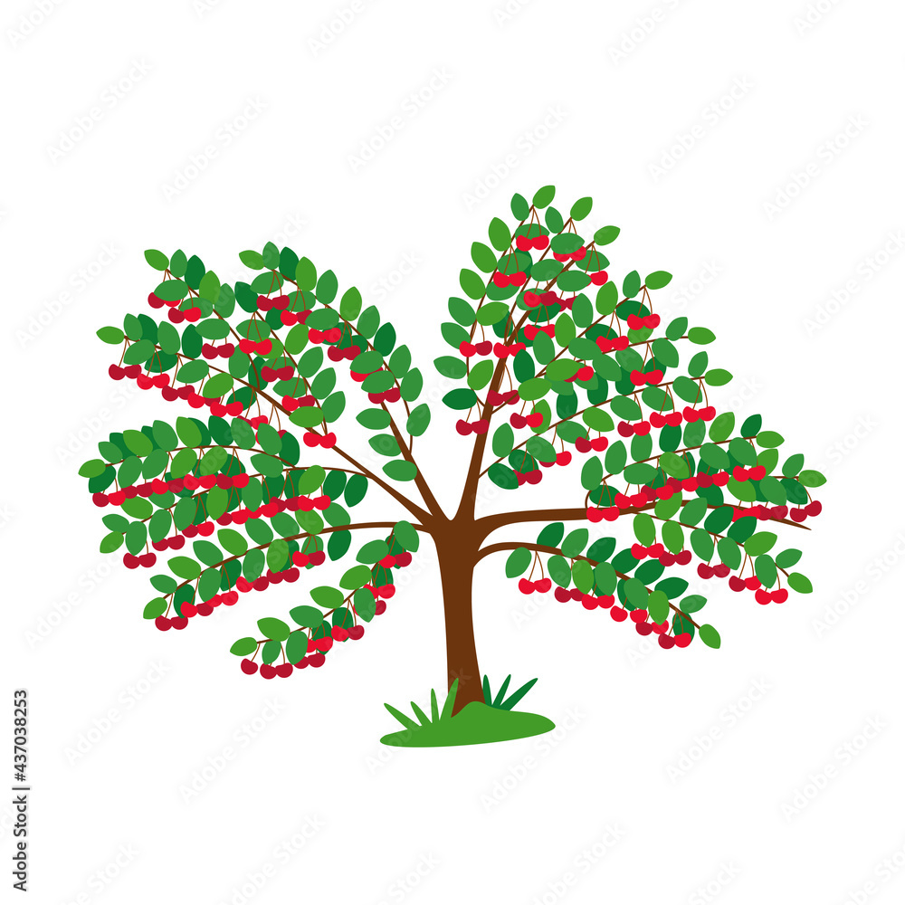 Sweet cherry tree with berries isolated on white. Juicy harvest of stone fruits. Bright red berries on the branches of a tree. Flat vector illustration.