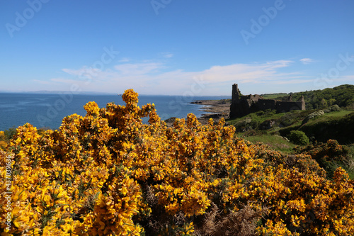 Flowering Gorse Bush and Ruins of Dunure Castle Scotland photo