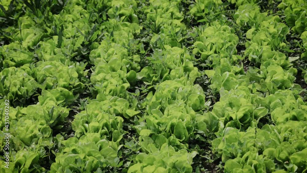 Growing green salads and vegetables in the greenhouse. Hydroponics is growing in a greenhouse Growing green salads and vegetables in the greenhouse. Hydroponics is growing in a greenhouse