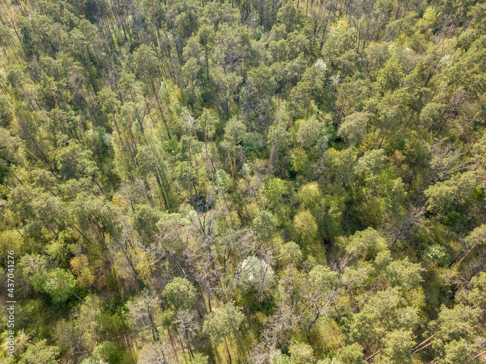 Green forest in spring. Aerial drone view.