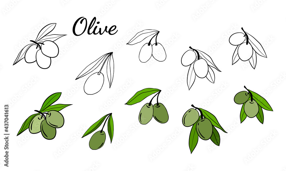 Olive tree branch hand drawn illustration in sketch style. Set of illustrations of olive branch. Botanical illustration. Design elements for label, emblem, banner.